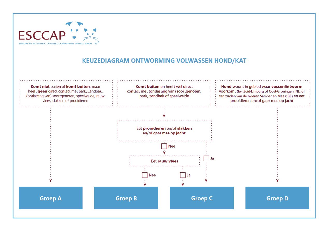 Keuzediagram: hoe vaak moet ik mijn hond of kat ontwormen