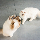 D&D I Love Happy Cats Navulset Connor Helix 3 st