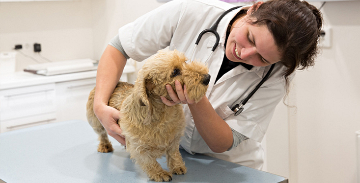 Dierenkliniek in onze winkel