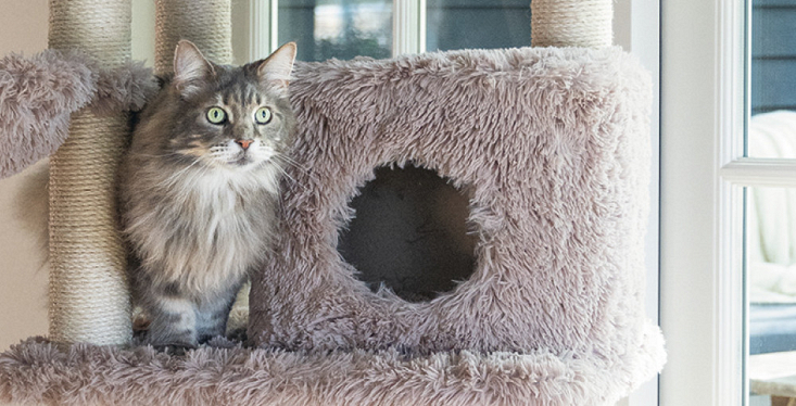 De kat, een echte klimmer