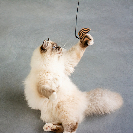 D&D I Love Happy Cats Navulset Connor Helix 3 st