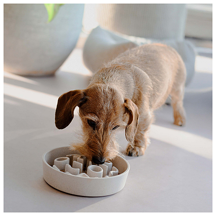 District 70 Slow Feeder Merengue