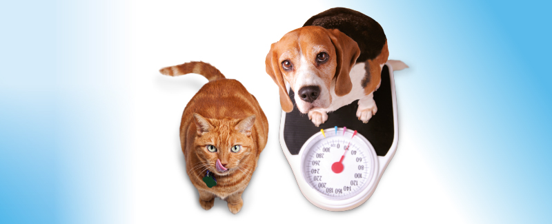 Overgewicht bij huisdieren
